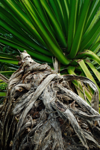 Sisal plants, Kauhao Ridge