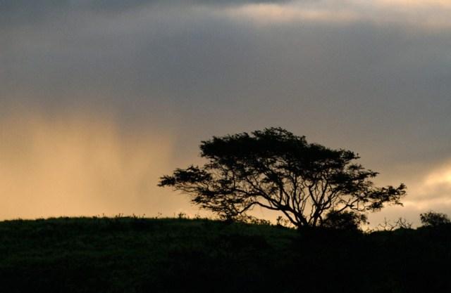 Kiawe tree, sunrise, Puu Maneoneo