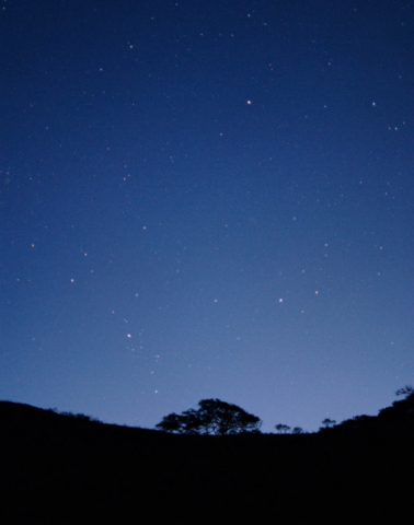 Kiawe tree, predawn, Puu Maneoneo