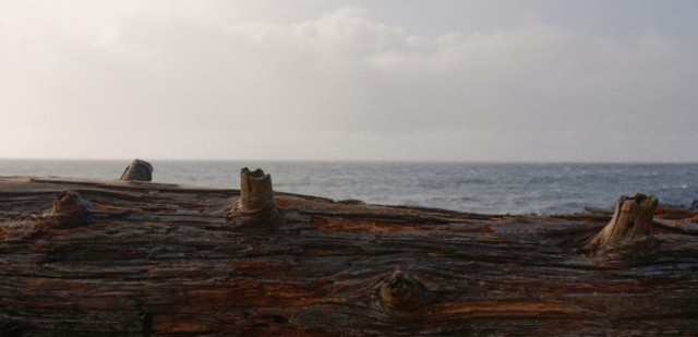 Driftwood, Waiuha Bay