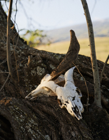 Goat skulls in kiawe tree, Waiopai