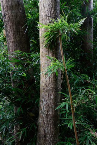 Bamboo and kukui trees, Kahualau Valley