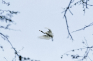 Cattle egret, Nuu Salt Pond