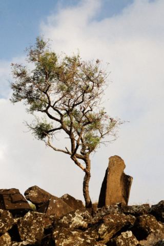 Upright stone and koa haole tree, Pahihi Heiau