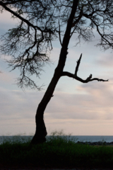 Kiawe tree, Huakini Bay