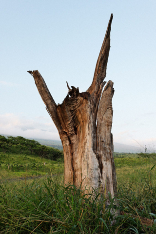 Wiliwili tree, Kou