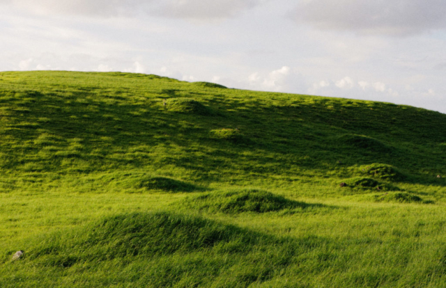 Dozer piles, Keanawai hill, Puu Maneoneo