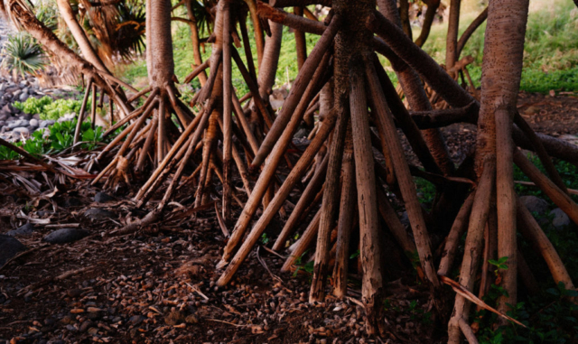 Hala trees, Kalepa