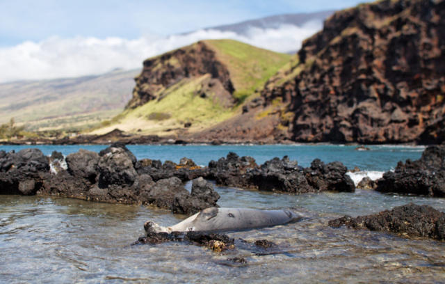 Monk seal, Kou