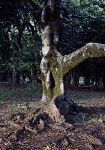 Wi apple tree, Keaku Valley