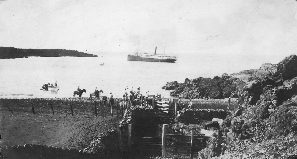Cattle loading, Nuu Bay