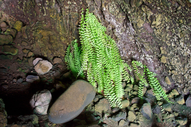 Former shrine in a cave at Waiuha Bay