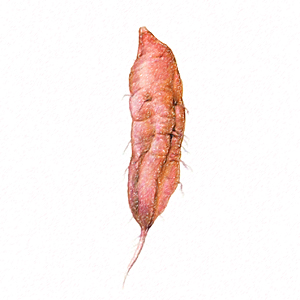 Sweet potato (uala)