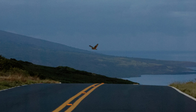 Owl in Kahikinui, with Puu Maneoneo in the distance.