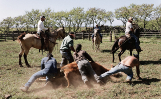 Cattle branding, Waiu Corral