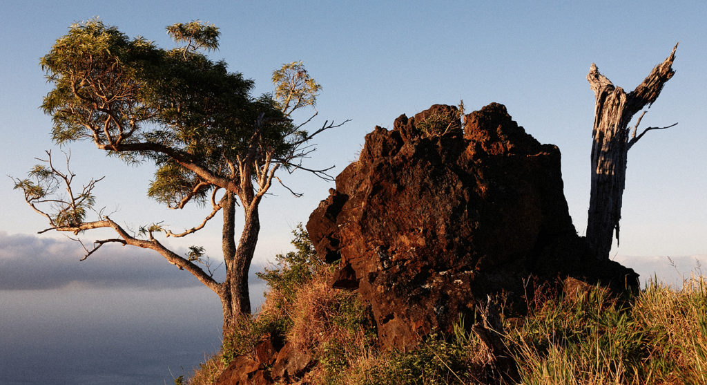 Koa tree, Naholoku