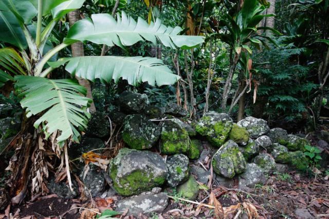Banana tree and rock pile, Kahualau Valley