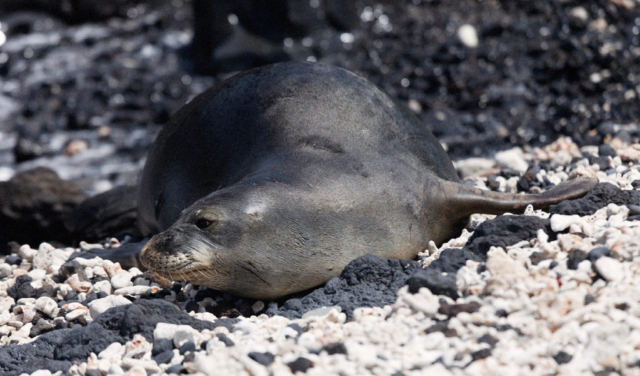 Monk seal, Kou