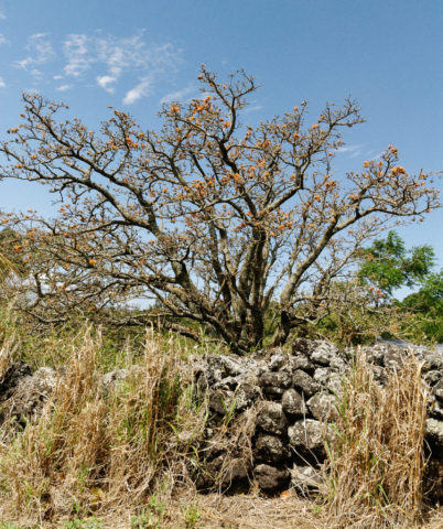 Wiliwili tree, Kahualau Valley