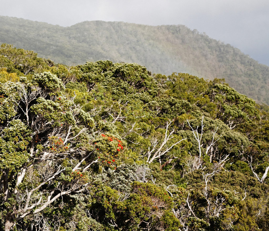 Ohia and koa trees near the top of Manawainui Valley