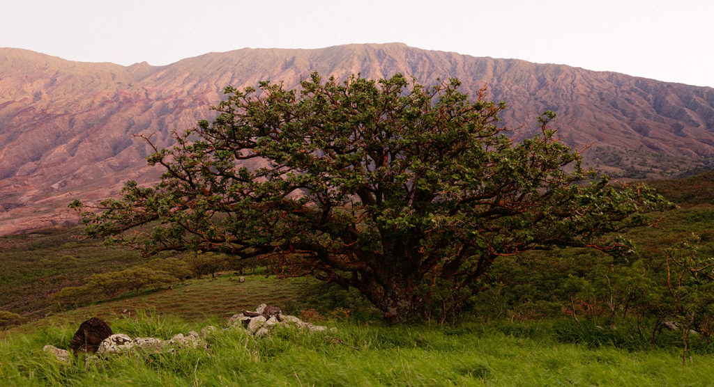 Wiliwili tree, Puu Maneoneo