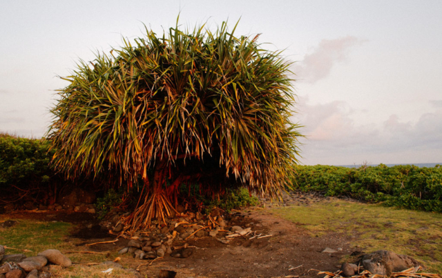 Hala tree, Mokulau