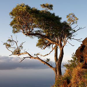 Koa tree