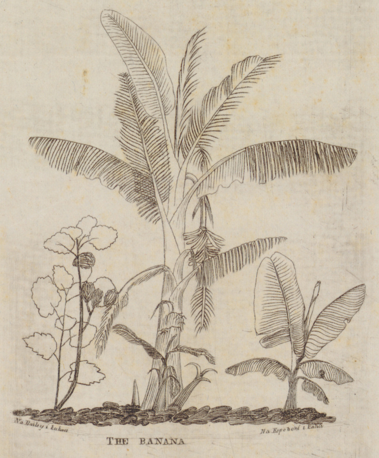 Banana and cotton plants