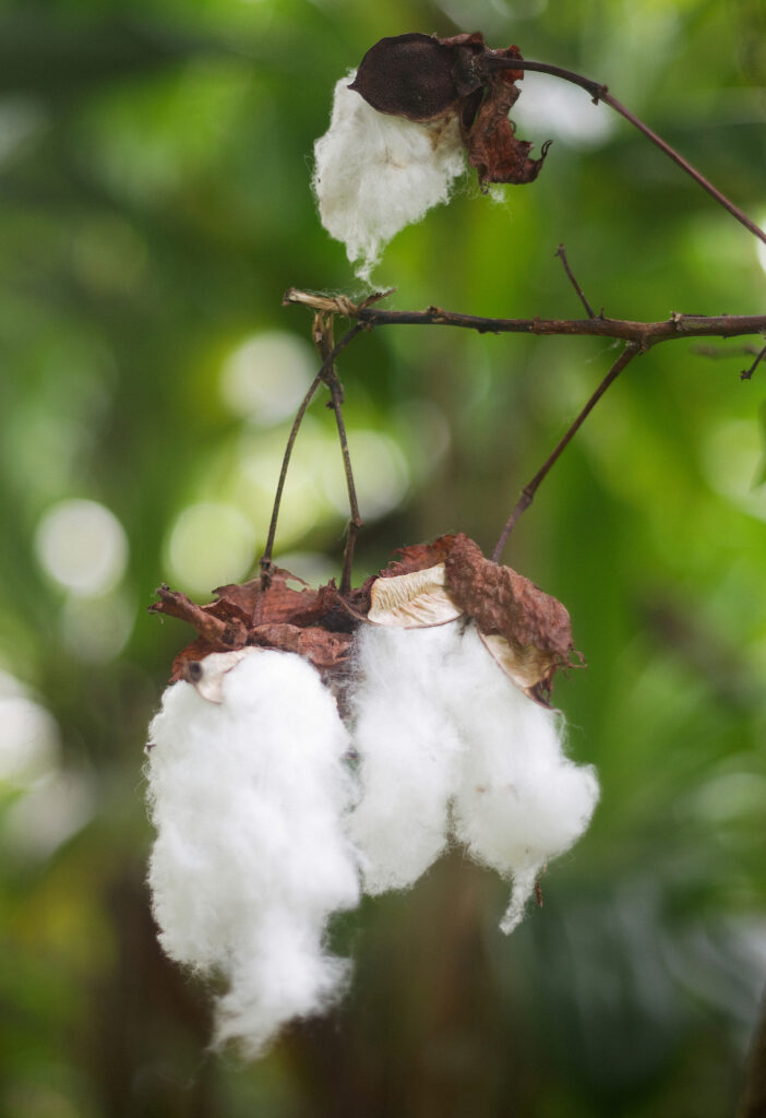 Cotton plant, Haiku, November 2022