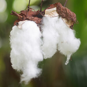 Cotton plant, Haiku, November 2022